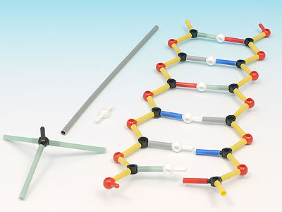 DNA model kit
