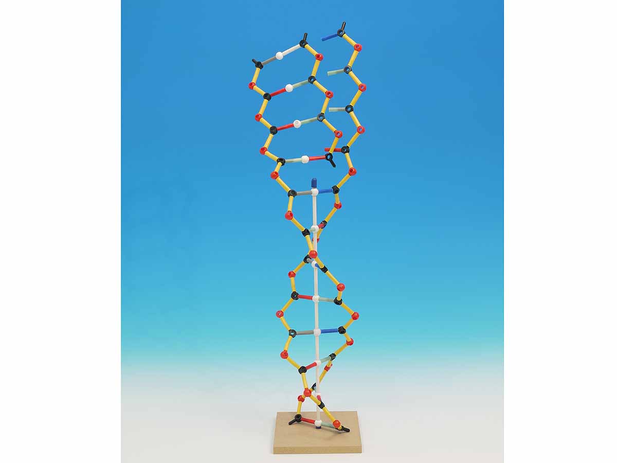 146 Piece Set Assembled Height 500mm Cochranes Of Oxford DNA-RNA Orbit Kit 