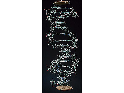 Minit ProView DNA Model